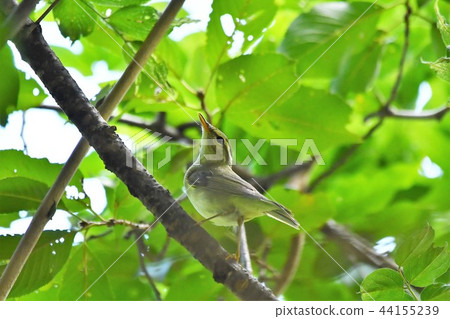 Sendimushikui Sendimushikui 44155239