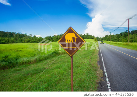 Animal, Asia, Elephant, Indian Elephant, Mammal Animal, Asia, Elephant, Indian Elephant, Mammal 44155526