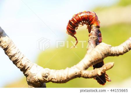 Haze of the haze (centipede) 44155665