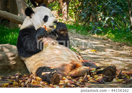 Giant panda bear in China 44156162