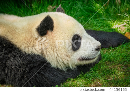 Giant panda bear in China Giant panda bear in China 44156163