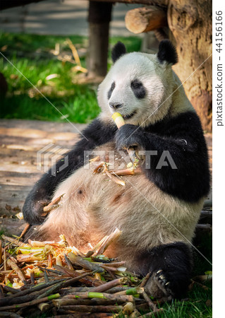 Giant panda bear in China 44156166
