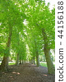 菲茨羅伊花園的樹木大道 44156188
