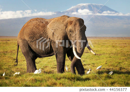 African bush elephant (Loxodonta africana) African bush elephant (Loxodonta africana) 44156377
