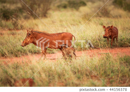 Desert warthog (Phacochoerus aethiopicus)  44156378