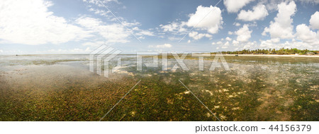 Wide panorama of empty shore, low water on sand 44156379