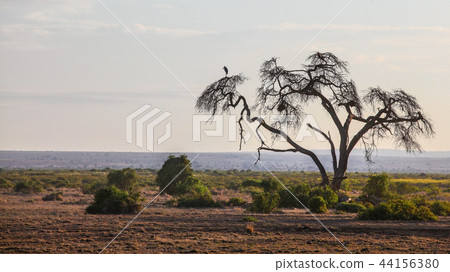 African savanna, flat land with silhouette 44156380