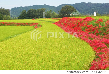 Cluster amaryllis near Katsuragi Ikushi Shrine, Gosho City, Nara Prefecture 44156496