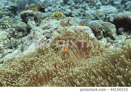 帕勞潛水Anemonefish 帕勞潛水Anemonefish 44156533