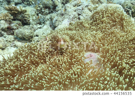 帕勞潛水Anemonefish 44156535