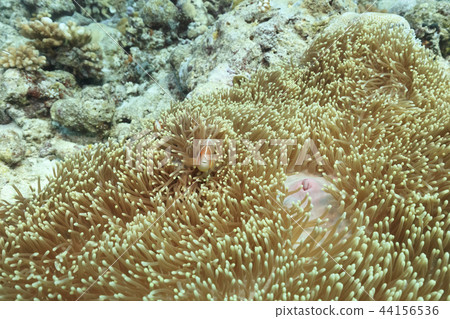 帕勞潛水Anemonefish 帕勞潛水Anemonefish 44156536