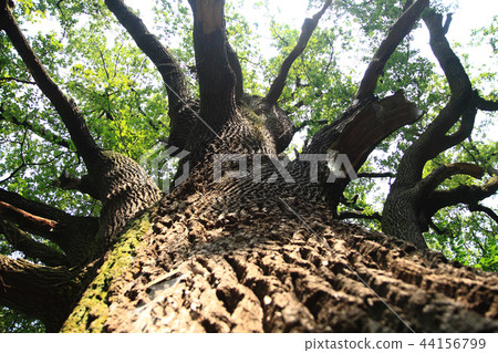 very old oak tree 44156799