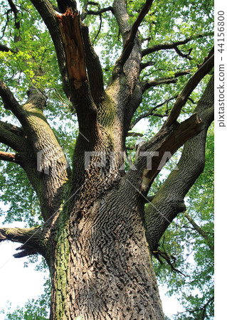 very old oak tree very old oak tree 44156800