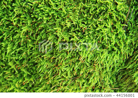 green moss texture 44156801