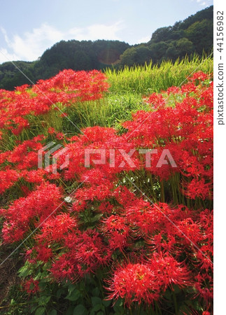 Cluster amaryllis near Katsuragi Ikushi Shrine, Gosho City, Nara Prefecture 44156982