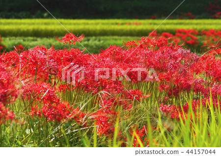 Cluster amaryllis near Katsuragi Ikushi Shrine, Gosho City, Nara Prefecture 44157044