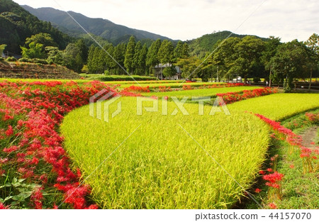 Cluster amaryllis near Katsuragi Ikushi Shrine, Gosho City, Nara Prefecture 44157070