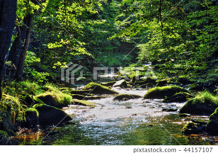 river in the green forest 44157107