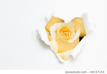 heart of paper and white rose heart of paper and white rose 44157154