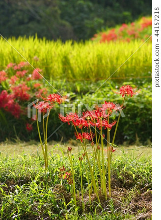 Cluster amaryllis near Katsuragi Ikushi Shrine, Gosho City, Nara Prefecture 44157218