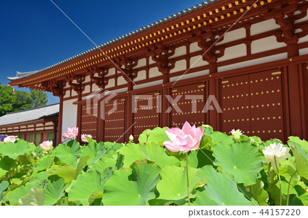 Nara · Yakushiji Nara · Yakushiji 44157220
