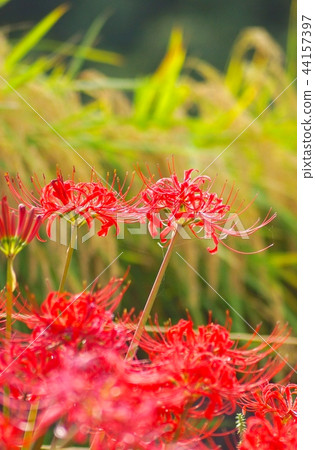 Cluster amaryllis near Katsuragi Ikushi Shrine, Gosho City, Nara Prefecture 44157397