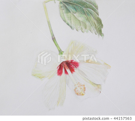 白色朱槿花/hibiscus 44157563