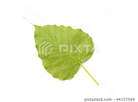 Green bothi leaf  isolated on white background 44157564