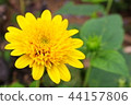 Onuka Konuka 44157806