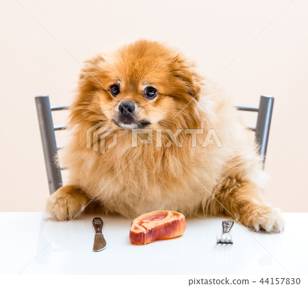 dog Spitz is sitting at the table dog Spitz is sitting at the table 44157830
