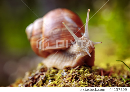 Helix pomatia also Roman snail, Burgundy snail Helix pomatia also Roman snail, Burgundy snail 44157899