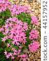 Pink color pentas 44157952