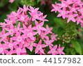 Pink color pentas 44157982