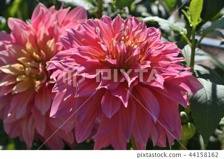 大麗花（夢幻情） 44158162