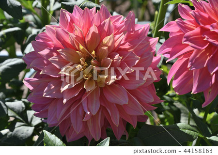 大麗花（夢幻情） 44158163