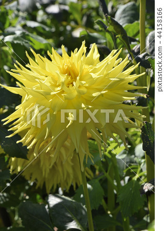 Dalia (Vicky) 44158166