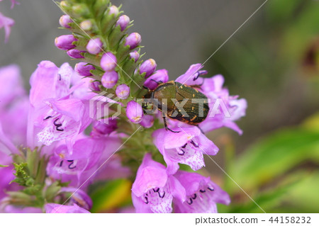 Hanamuri and Hanatorano 44158232