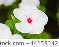 White day-day grass 44158342