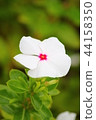 White day-day grass 44158350