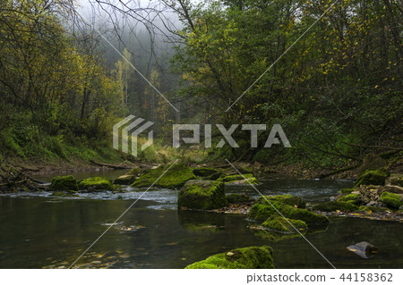 Cool temperate rainforest 44158362