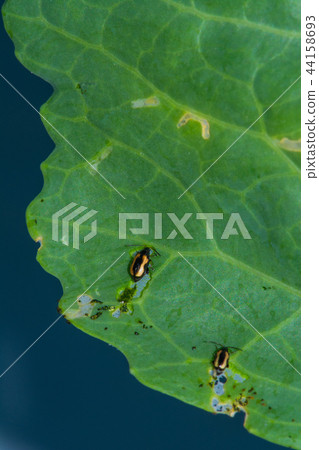 Flea beetle 44158693
