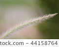 Setaria viridis 44158764