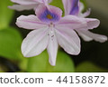 Water hyacinth flowers 44158872