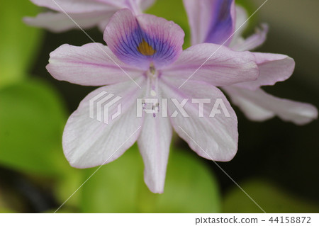 Water hyacinth flowers 44158872
