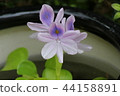 Water hyacinth flowers 44158891