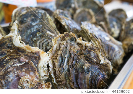 Oyster Rikuzentakata 44159002