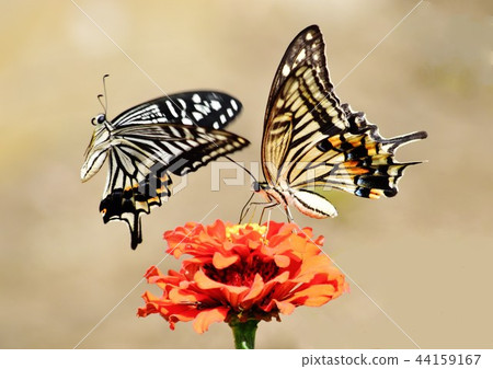 Swallowtail butterfly  44159167