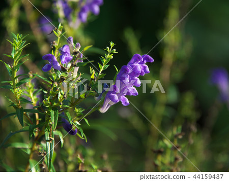 Kokanebana花 44159487