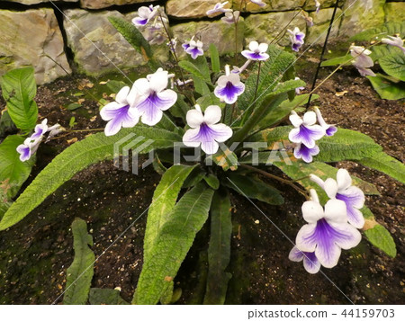 Crystal Eyes / Strepka Pass 44159703