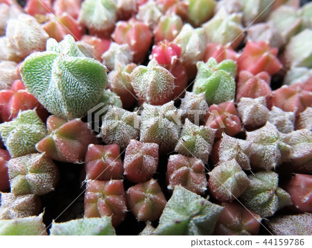 Cactus seedlings 44159786